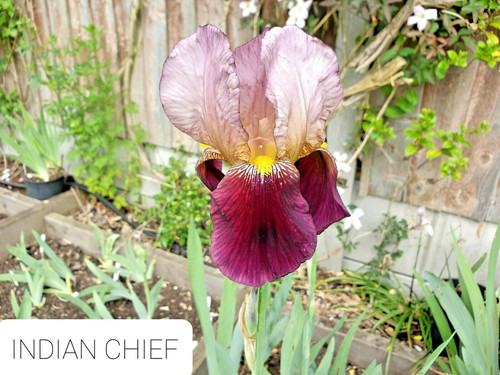 Iris germanica indian - iris,