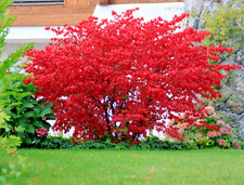 Euonymus alatus compactus red - compactus,