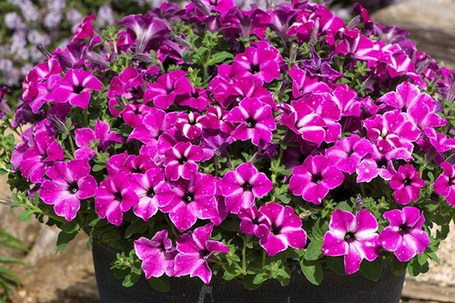 Petunia semi trailing - petunia, 'circus