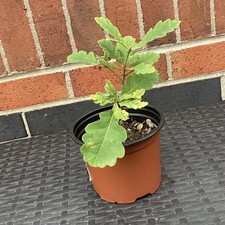 Oak Tree Sapling In Pot