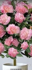 Camellia flowers with pink buds are packaged in 1-liter 