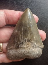 Fossilized Megalodon Shark