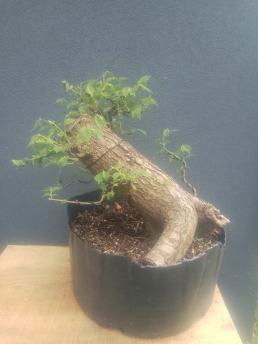 English elm bonsai tree - bonsai,