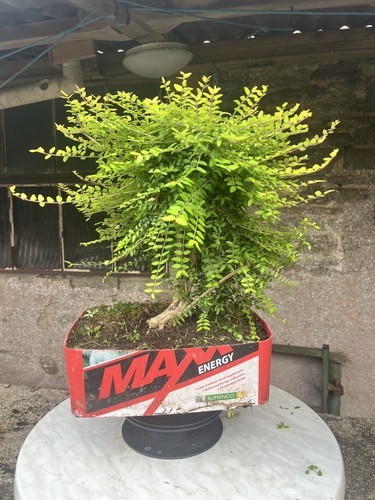 Honey suckle bonsai tree - suckle,