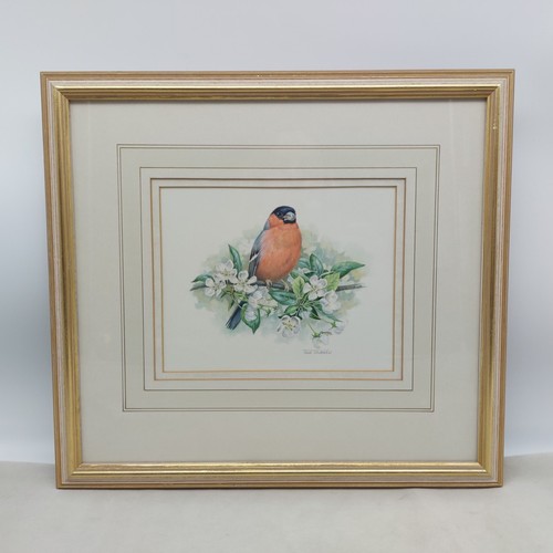 Framed print bullfinch on - of,