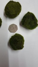 Giant Aquarium Moss Balls-Best