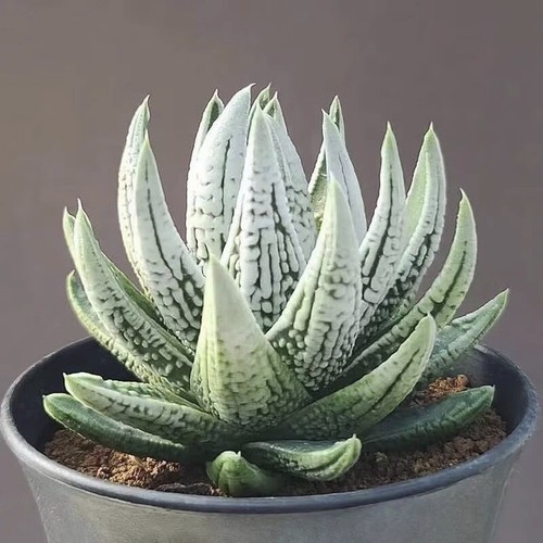 6cm succulent plant haworthia - succulent,