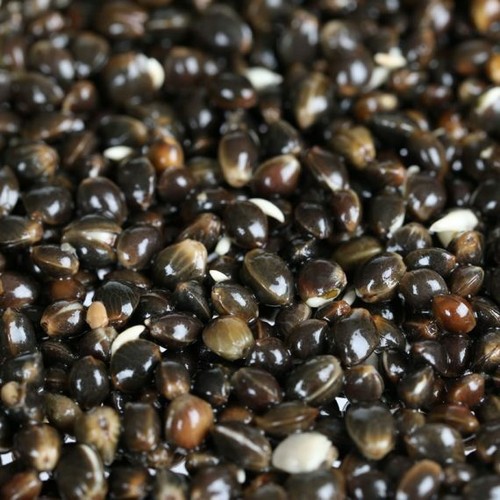 Cooked fresh hemp seed - cooked,