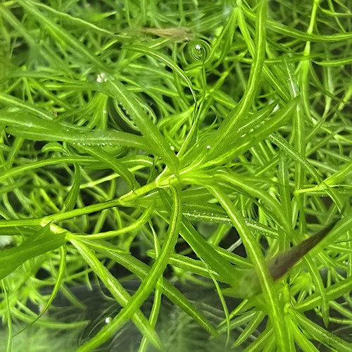 Guppy grass 10g - guppy, (najas