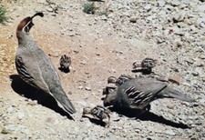 Arizona's Gambel Quail Chris Moffett Photo Postcard UNP Chrome Petley