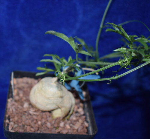 Caudex kedrostis africans - caudex,