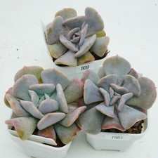 Echeveria Exotic 6cm Plant -