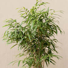 Arrow Metake japonica Bamboo