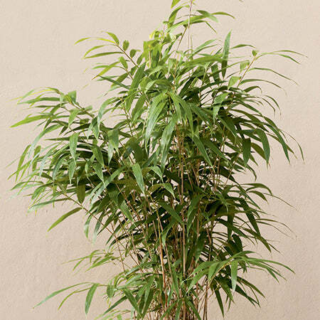 Arrow metake japonica bamboo - arrow,