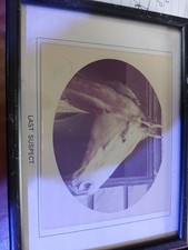 Original Photo Of Race Horse