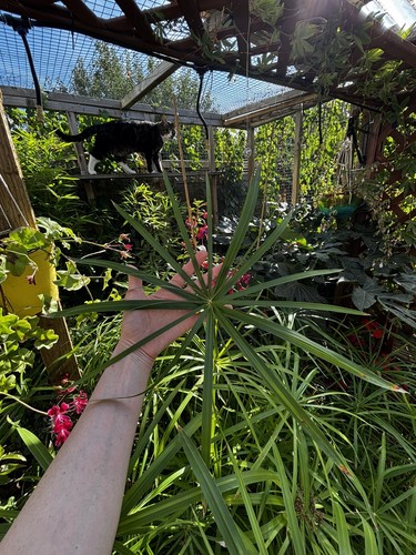 Umbrella grass cyperus - umbrella,