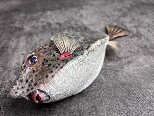 Rare rhino box fish taxidermy - fish,