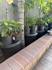 ***GRAFTED*** Bacon Avocado