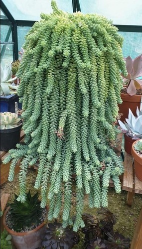 Sedum morganianum burrito - sedum,
