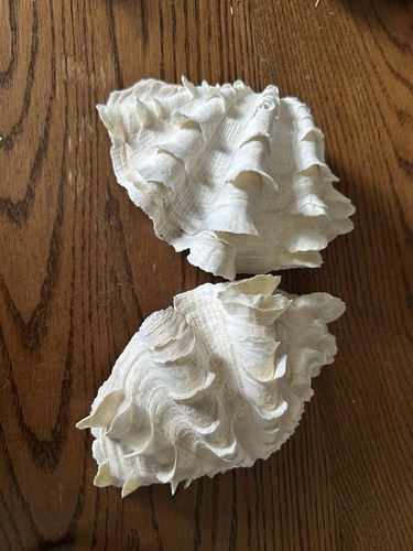Half clam shells x 3 - x, shells.