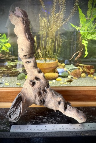 Aquarium driftwood hardwood - driftwood,