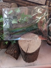 Peacock Sword Feathers | Fly