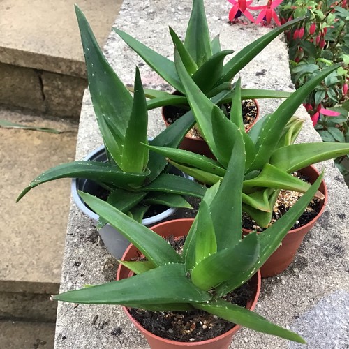 Large haworthia plant - haworthia, aloe