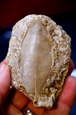 #10 , AMAZING & RARE fossil