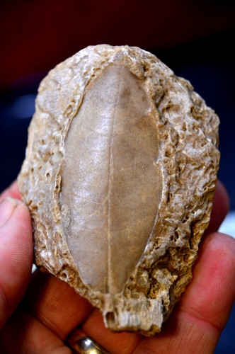 Amazing rare fossil - amazing, &