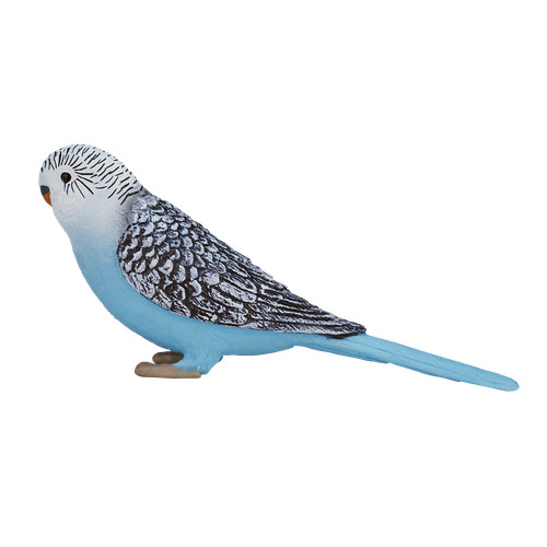 Mojo budgerigar blue cute - budgerigar,