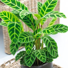 Calathea Zebrina Decorative Indoor 30-40cm Potted Houseplant