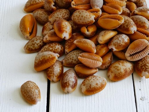 Honey cowrie shells - (~2, cm)