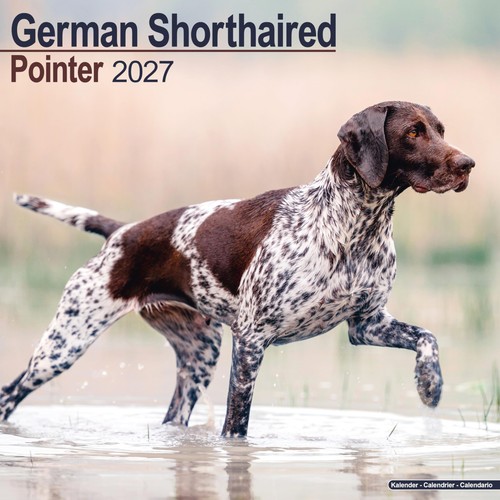 German shorthaired pointer - shorthaired,