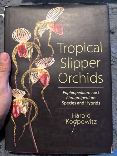 Tropical slipper orchids - tropical,