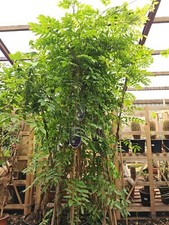 7ft + Wisteria White And Pink