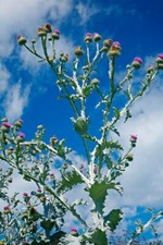 3m.Giant THISTLE  - Onopordum Acanthium (Cotton Thistle) _15seeds 