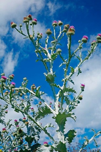 Giant thistle onopordum - 3m.giant,