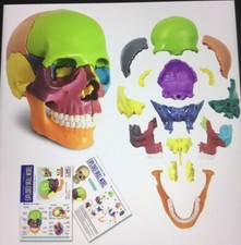 Evotech Human Mini Skull  Model Anatomical Skull Model Colored Skeleton 1/2