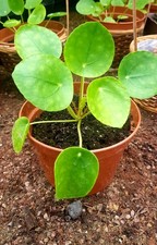 Chinese Money Plant. Pilea Peperomioides. 12 cm pot. Well rooted.House Plant.