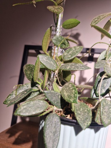 Hoya thomsonii splash pink - hoya,