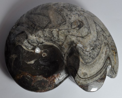 Large polished goniatite - large,