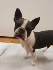 Boston Terrier Dog Figurine