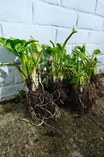 Large Arum Lily Clump Well Rooted White Perennial Plants Zantedeschia Aethiopica