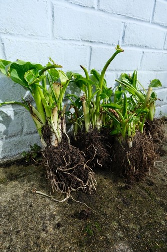 Large arum lily - large,