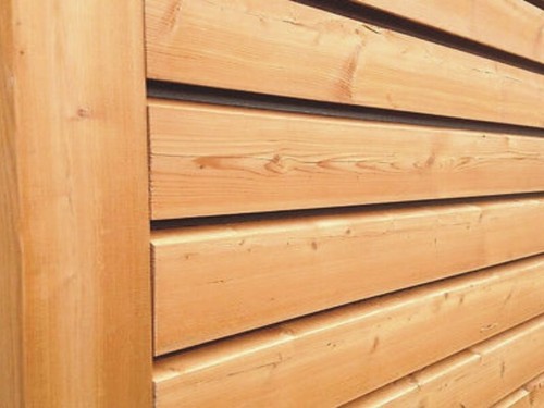 Siberian larch - siberian,