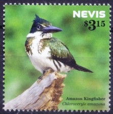 Nevis 2015 MNH, Amazon Kingfisher (Chloroceryle amazona), Birds 