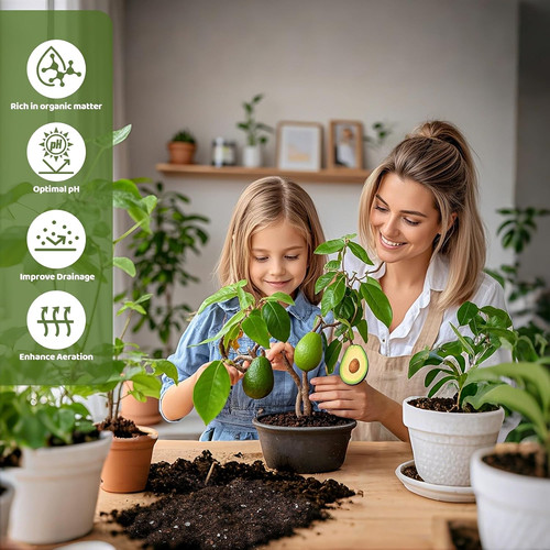 Organic avocado tree potting - avocado,