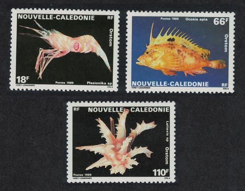 Shrimp fish anemone marine - shrimp,