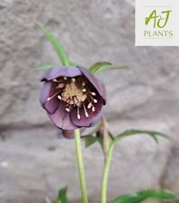 Helleborus orientalis Single