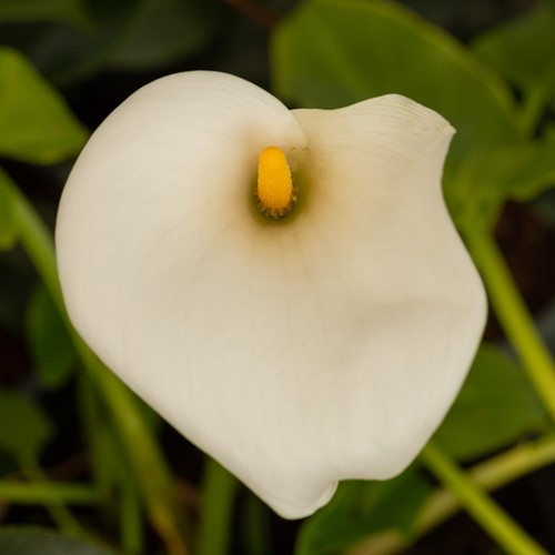 Zantedeschia aethiopica arum - zantedeschia, |